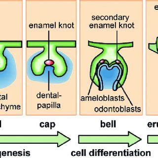 Image result for Human Tooth Development