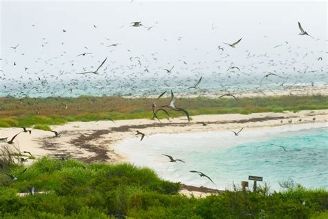 Birding and more at Dry Tortugas National Park with Mitch Walters ...