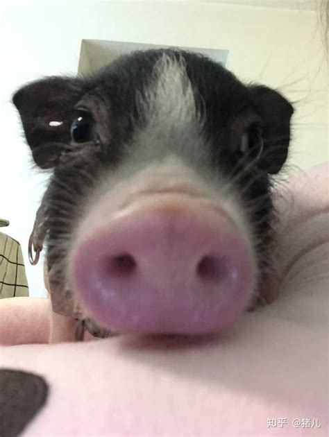 250+宠物猪的名字为你的小猪(从阿尔伯特到沃利)- PetHelpful - 欧宝体育官网登录