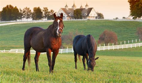 Small Horse Farm Layout