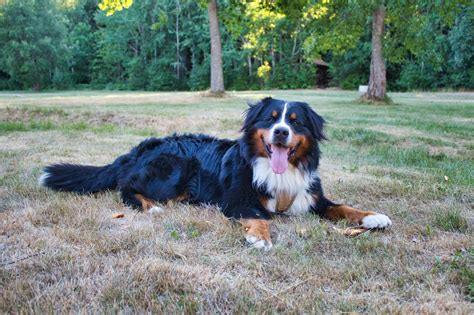 How Much Does a Bernese Mountain Dog Cost? A COMPLETE Guide