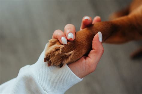 10 Perfect Ways To Plan A Pet-Friendly Vacation
