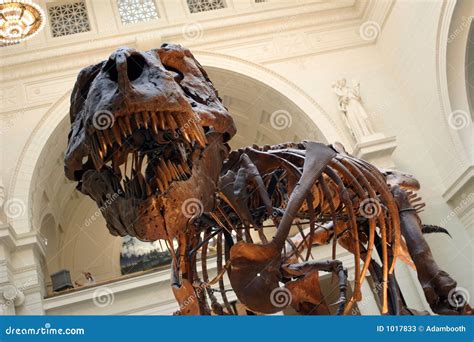 Fossilized Tyrannosaurus Skull With Mouth Open Editorial Image | CartoonDealer.com #190730288