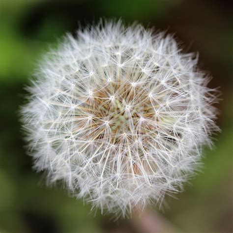 Image result for Small Spring Compressor Tool