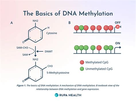 Interpreting Genetic Testing for Methylation Issues: A Guide for Healthcare Practitioners