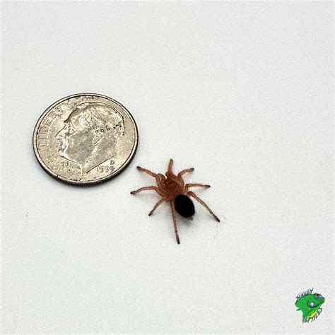 Spiders, Scorpions and Invertebrates - Page 2 of 6 - Strictly Reptiles