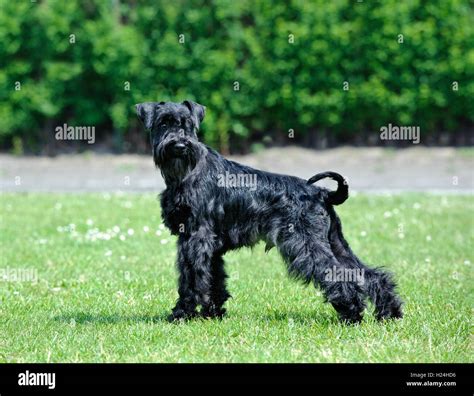 Breeders Of Black Miniature Schnauzer | atelier-yuwa.ciao.jp