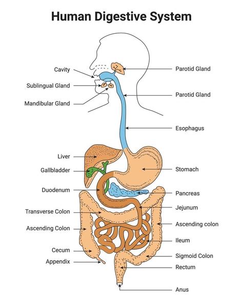 Image result for Science Digestive System