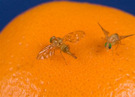 Sexually Deprived Fruit Flies Drink More Alcohol