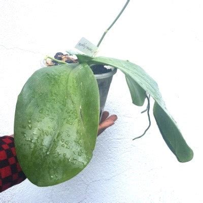 Phal. Sumatrana X Phal. Gigantea – EXOTICA ORCHIDS