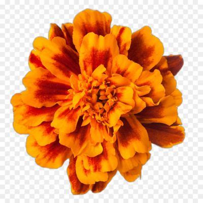 Marigold No Background Isolated Transparent PNG - Pngsource