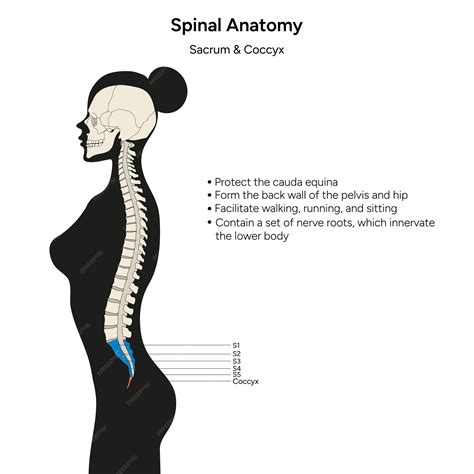 Spinal anatomy sacrum and coccyx infographic in vector | Premium Vector