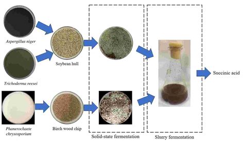 Semi Solid State Fermentation 的图像结果