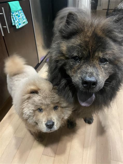 Mini Chow Chow Puppy Fully Grown Mini Chow Chow | TikTok