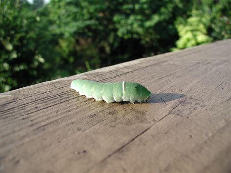 Image result for Butterfly Larvae
