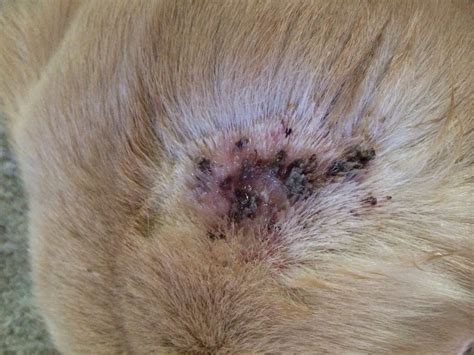 How Do You Make A Dog Scab Heal Faster