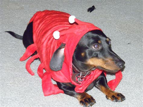Dachshund Costumes For Adults at Jimmy Glenn blog