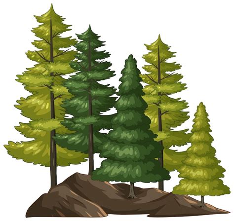 Pine tree transparent Images - Free Download on Freepik