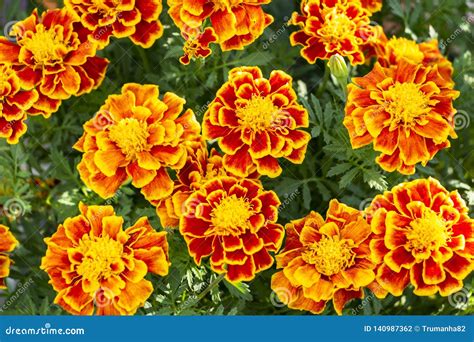 Orange and Yellow Marigold Flowers Stock Photo - Image of autumnal ...