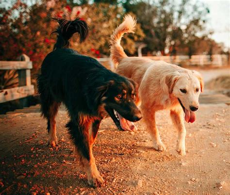 Image result for Dogs Barking