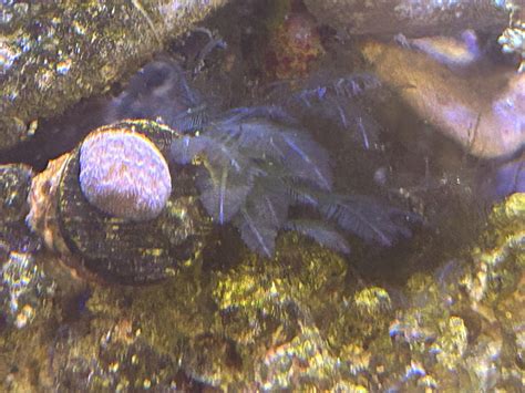 How To Keep Algae Off Aquarium Rocks at Sophia Dadswell blog