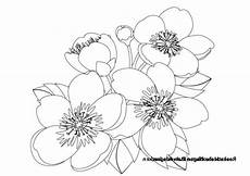 blumen malvorlagen kostenlos zum ausdrucken neu 99 das beste ausmalbilder mandala galerie blumen malvorlagen kostenlos zum ausdrucken neu 99 das beste ausmalbilder mandala galerie