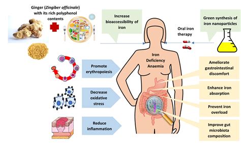 Polyphenol-Rich Ginger (Zingiber officinale) for Iron Deficiency Anaemia and Other Clinical ...