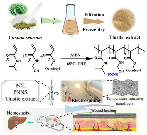 Cirsium setosum Extract-Loaded Hybrid Nanostructured Scaffolds ...