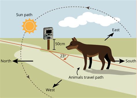 Camera Traps 的图像结果