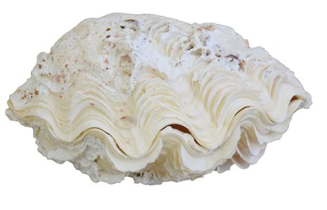 Image result for Clamshell Phone