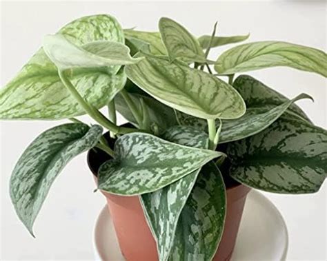 Root Bridges Indoor Satin Money Plant (Pot included) : Amazon.in ...