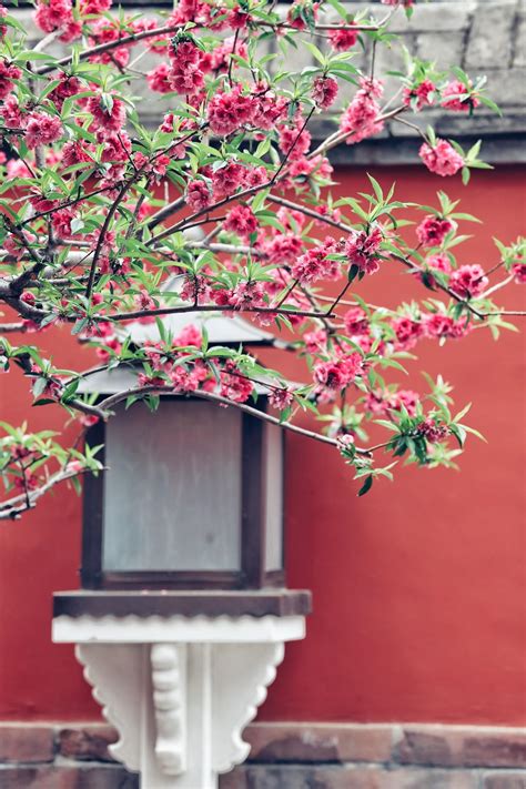 北京春天盛开的樱花高清图片下载-正版图片501557640-摄图网