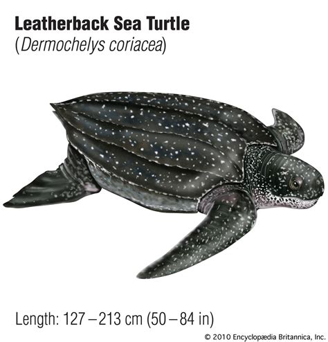 Sea Turtle Types 的图像结果