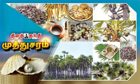 A Palmyra palm industry that stands for tradition | பாரம்பரியத்தை ...