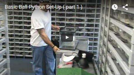 Image result for Basic Ball Python