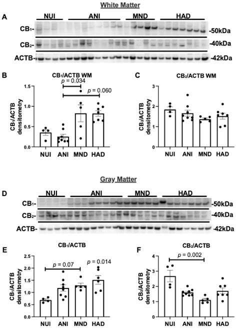 Alterations in Brain Cannabinoid Receptor Levels Are Associated with ...