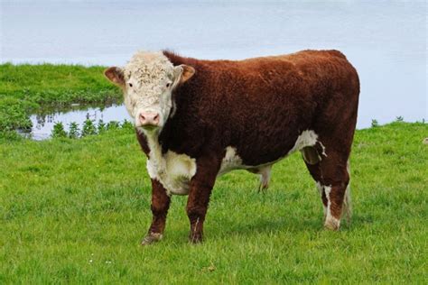 Cattle Vector Art HD Wallpaper Product Product Recipe Product HD