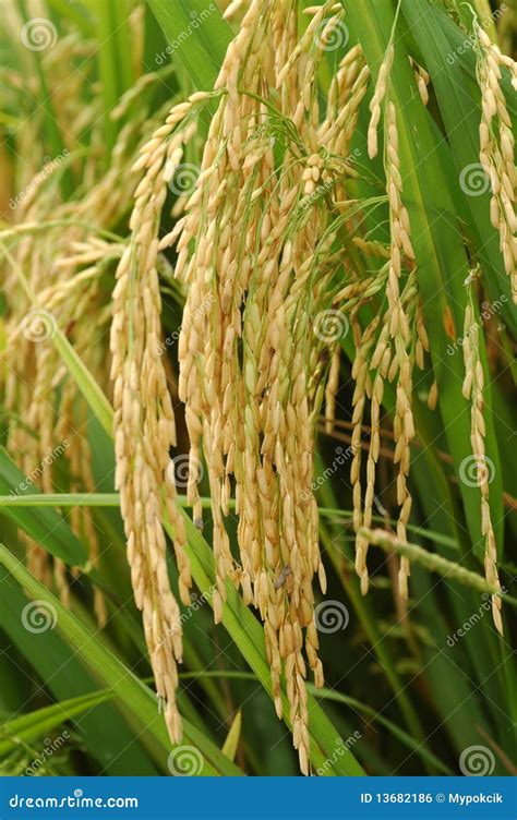 Paddy Rice With Tractor Royalty-Free Stock Photography | CartoonDealer ...