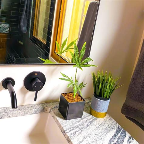 15" Fake Weed Plant Decor - Lifelike Cannabis Leaf in Black Pot - 420 ...