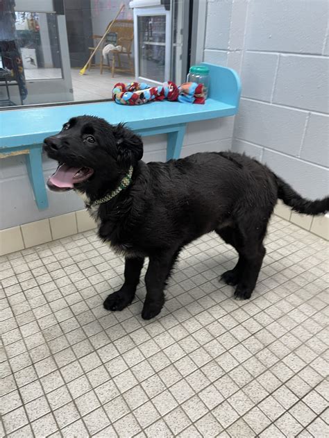 First State Animal Center and SPCA