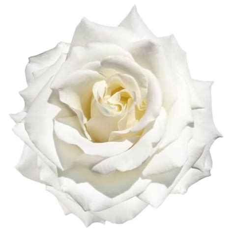 Hybrid Tea Rose Plant 'Silver Anniversary' By Acqua Garden