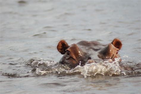 Hippo chasing pontoon boat in Botswana