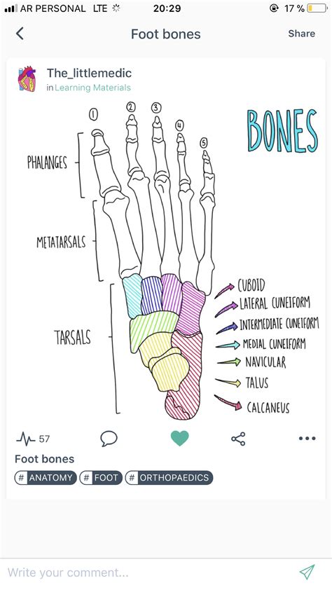 Huesos del pie tarso dos dilas - Docsity