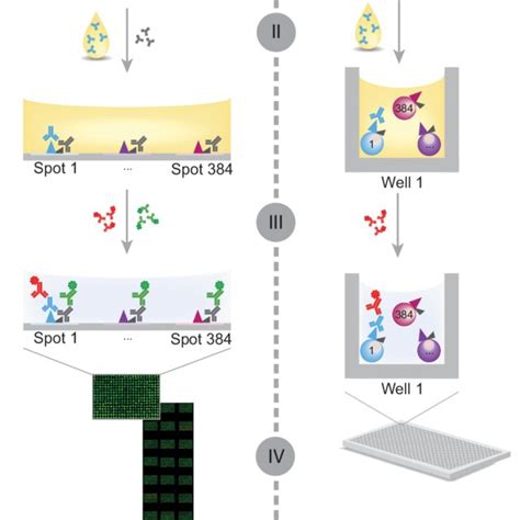 Protein Microarray Applications 的图像结果