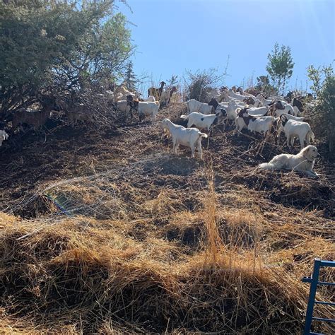 GOATS HIRED TO REDUCE FIRE FUELS | Madras OR