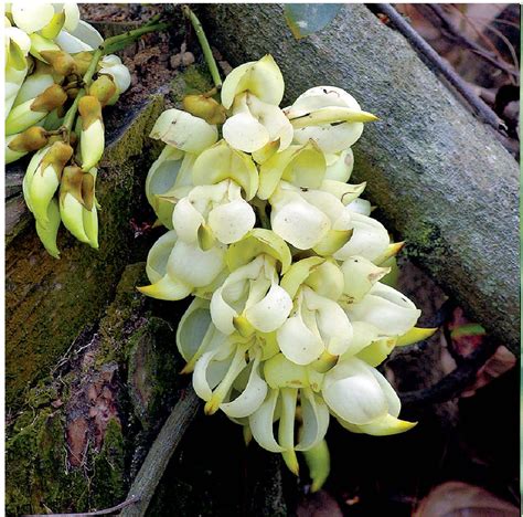 白花油麻藤-药用植物花谱-图片