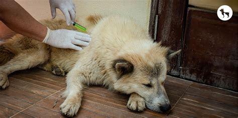 Understanding Dog Vaccination Cost in India for Pet Parents