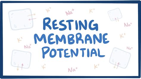 Image result for Cell Resting Membrane Potential