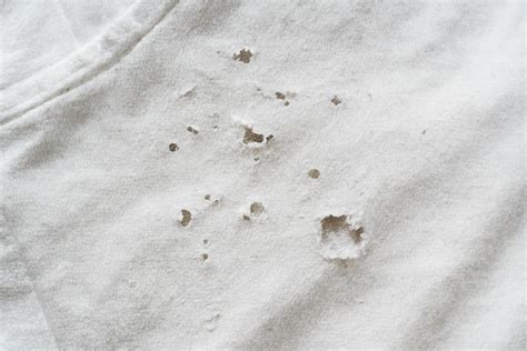 How to Get Rid of Silverfish in Clothes: Tips & Prevention