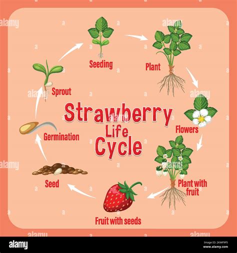 Life cycle of strawberry diagram illustration Stock Vector Image & Art ...